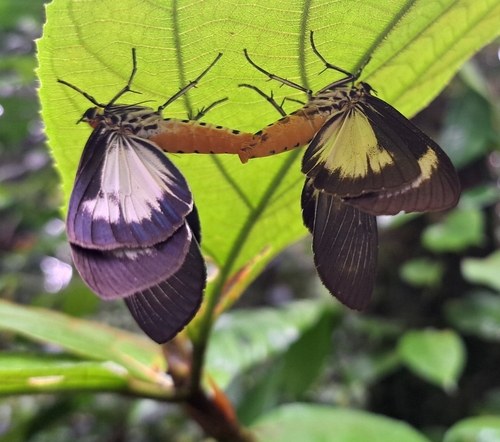 Eugenia observed 2024-02-18