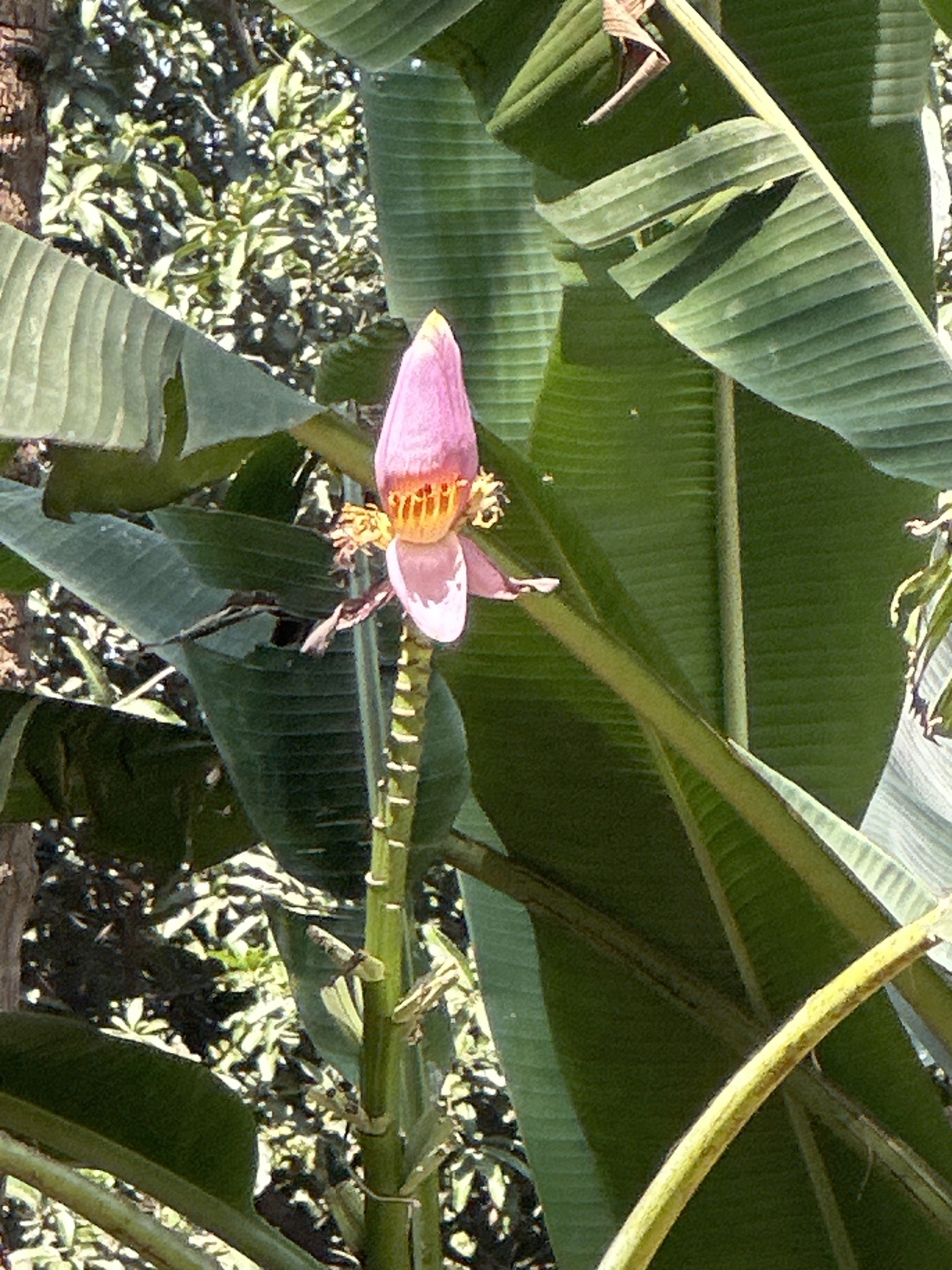 Imagem de Bananeira ornamental