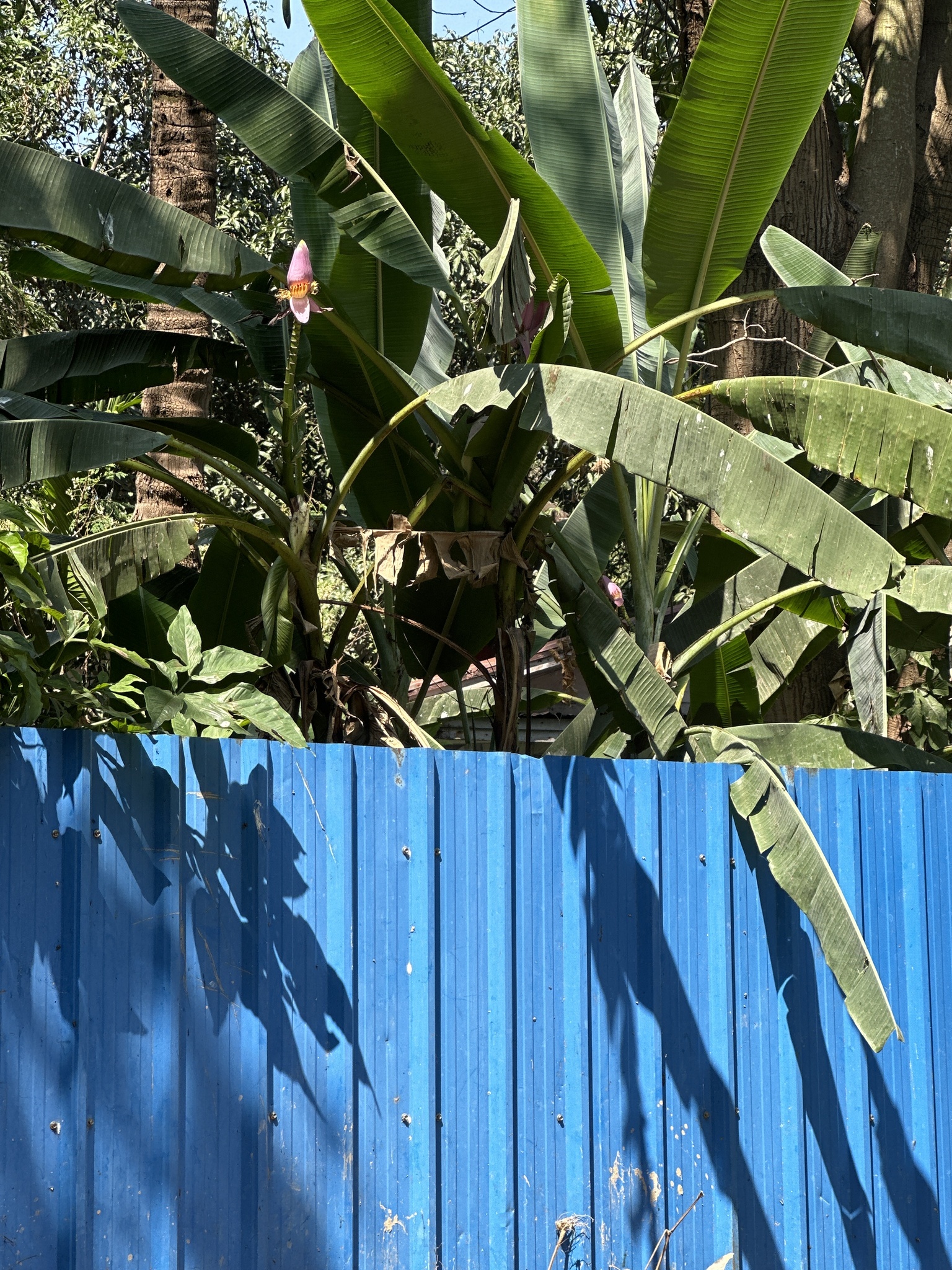 Imagem de Bananeira ornamental