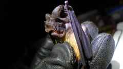 Mops thersites