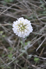 Noccaea macrantha