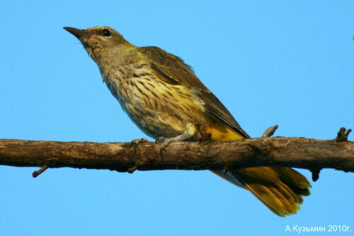 Eurasian Golden Oriole