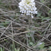 Noccaea macrantha - Photo (c) cambala, algunos derechos reservados (CC BY-NC)