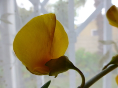 Calobota cytisoides
