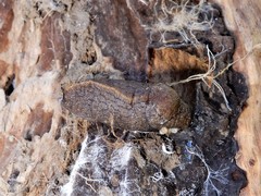 Tandonia budapestensis