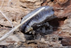 Tandonia budapestensis