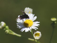 Ogcodocera leucoprocta