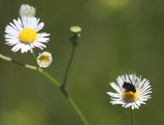 Ogcodocera leucoprocta