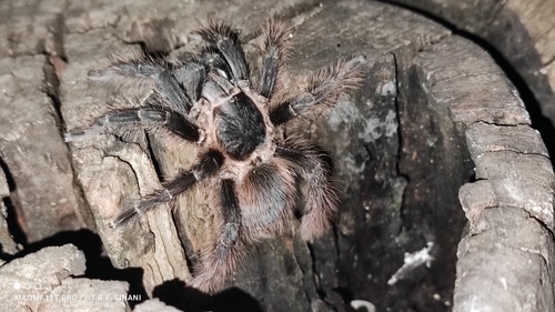 Brazilian Red Tarantula