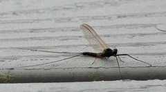 Leptophlebia