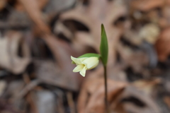 Uvularia puberula