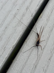 Leptophlebia
