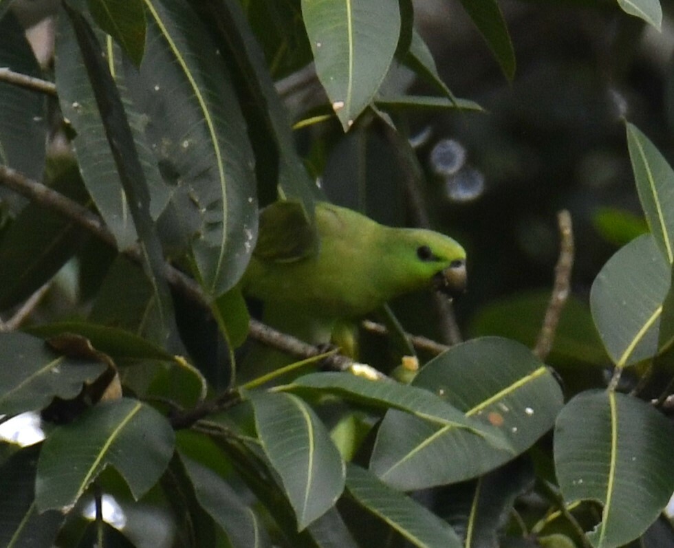 Short-tailed Parrot (Graydidascalus brachyurus), photo 8