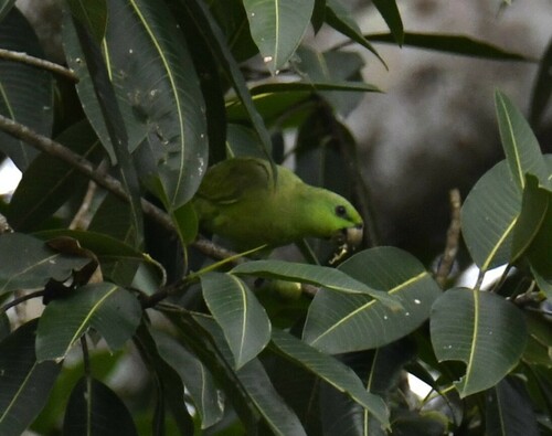 Short-tailed Parrot (Graydidascalus brachyurus), photo 4