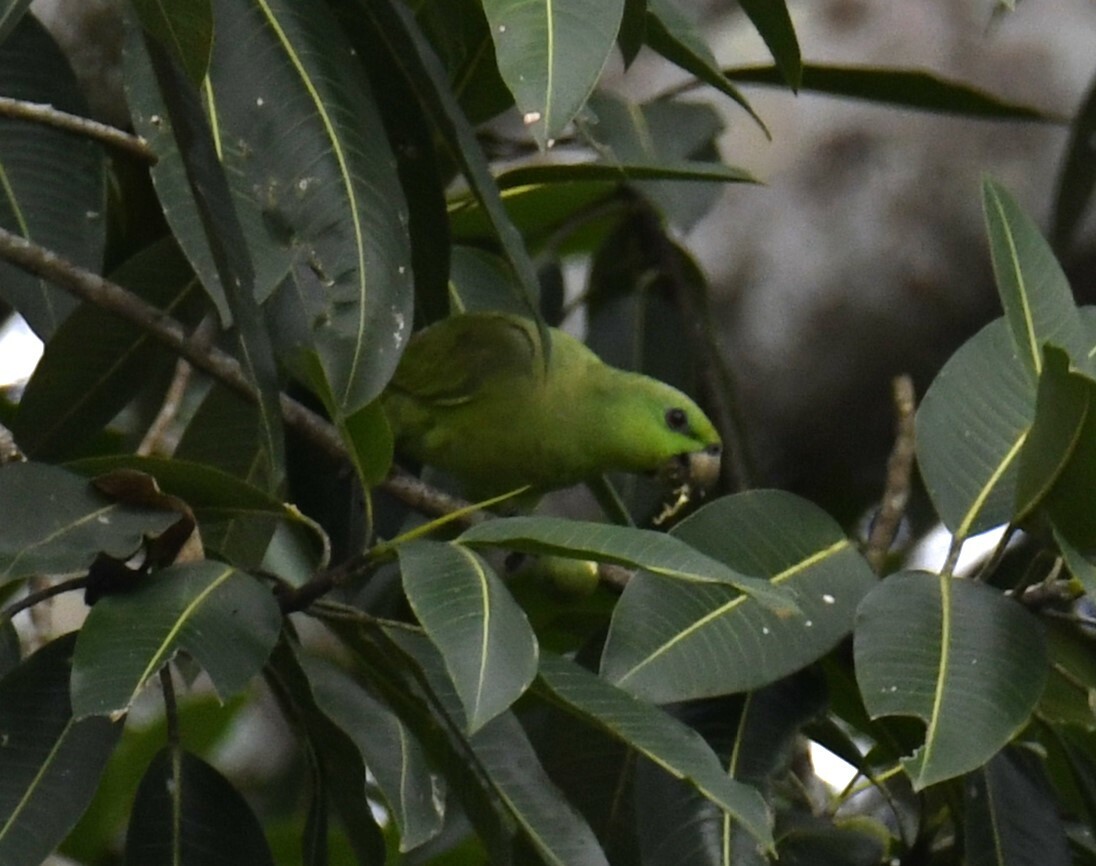 Short-tailed Parrot (Graydidascalus brachyurus), photo 6