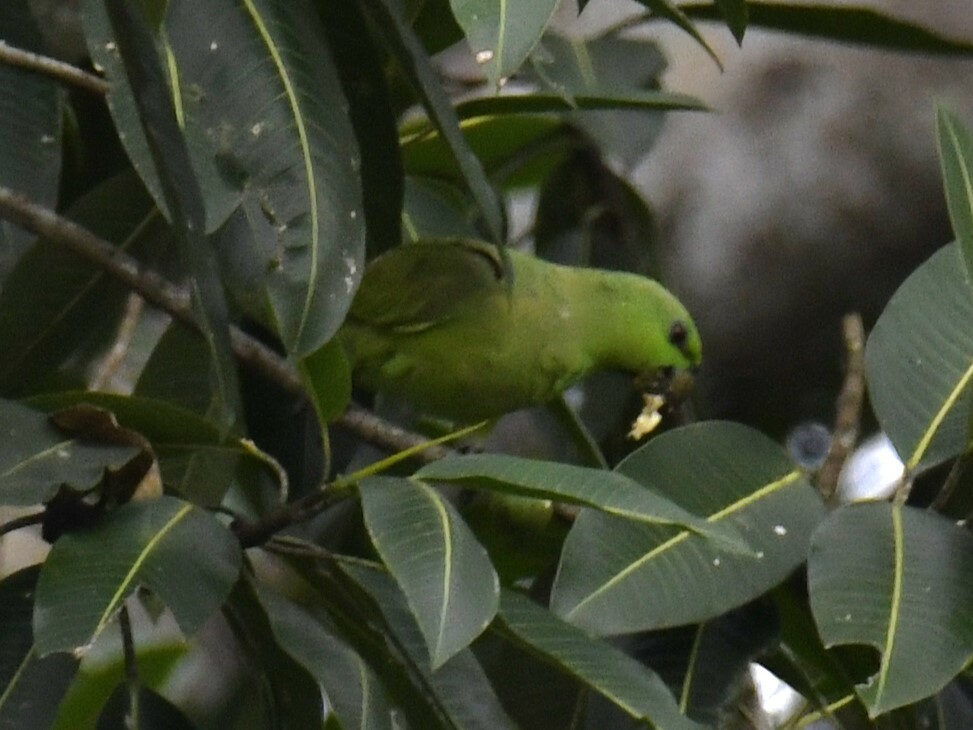 Short-tailed Parrot (Graydidascalus brachyurus), photo 10