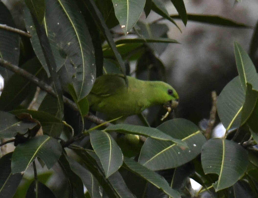 Short-tailed Parrot (Graydidascalus brachyurus), photo 9