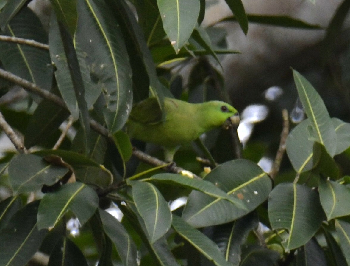 Short-tailed Parrot (Graydidascalus brachyurus), photo 7