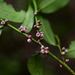 Eurya rubiginosa attenuata - Photo (c) 江国彬, algunos derechos reservados (CC BY-NC), subido por 江国彬