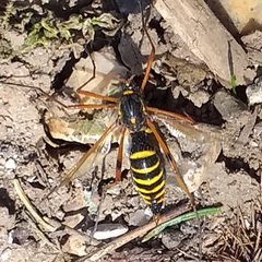 Ctenophora flaveolata