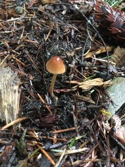 Conocybe coniferarum