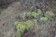 Paeonia tenuifolia
