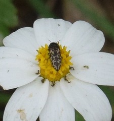 Acmaeodera neglecta