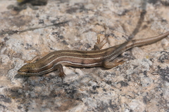 Heremites vittatus