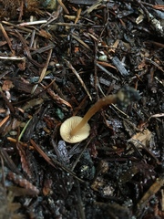 Conocybe coniferarum