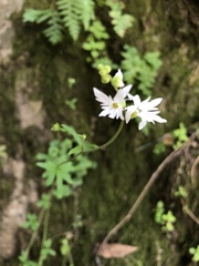 Lithophragma heterophyllum