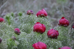 Paeonia tenuifolia
