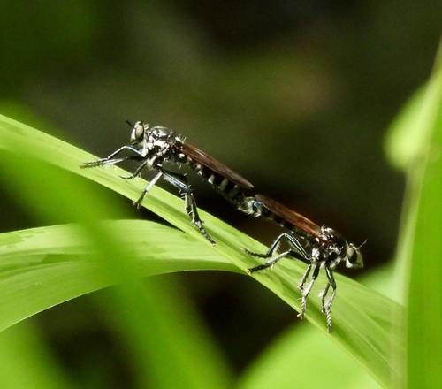 Cyanonedys hornii