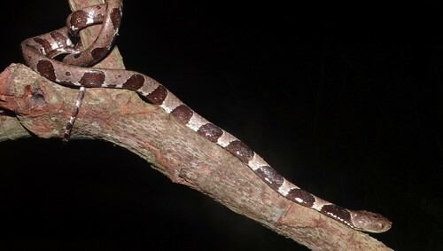Neotropical Snail-eater