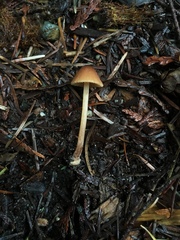 Conocybe coniferarum
