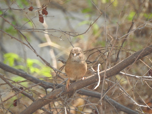 Common Babbler (Argya caudata), photo 4