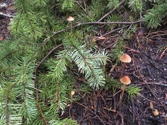 Conocybe semiglobata