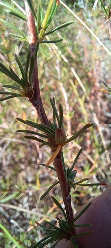 Image of Cliffortia juniperina by (c) Adele SL, some rights reserved (CC BY)