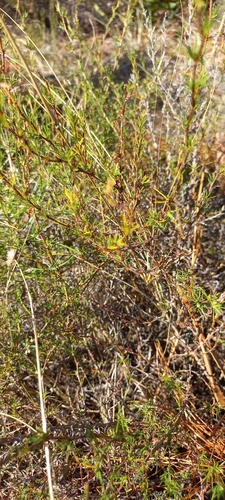 Image of Cliffortia juniperina by (c) Adele SL, some rights reserved (CC BY)
