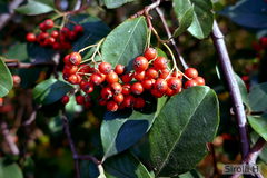 Cotoneaster glaucophyllus
