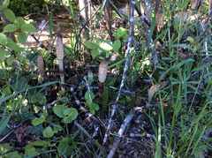 Equisetum telmateia telmateia