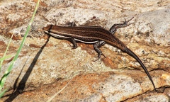 Trachylepis varia