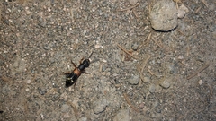 Staphylinus erythropterus