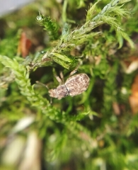 Strophosoma capitatum