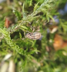 Strophosoma capitatum
