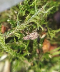 Strophosoma capitatum