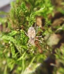 Strophosoma capitatum