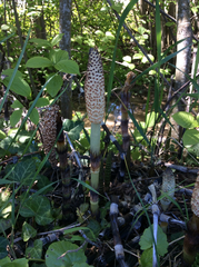 Equisetum telmateia telmateia