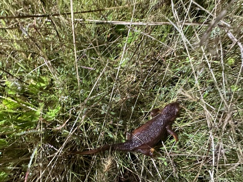 iNaturalist observation photo of California Newt
