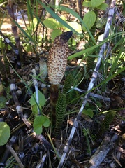 Equisetum telmateia telmateia