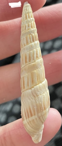 Duplicaria dussumierii observed 2024-02-18